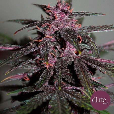 Planta de maconha