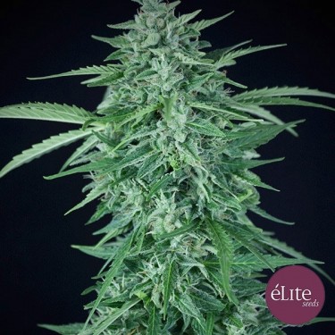 Planta de maconha