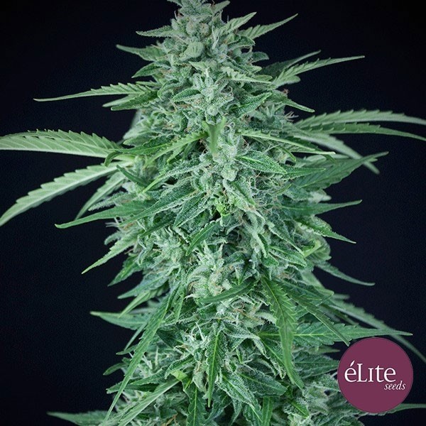 Planta de maconha