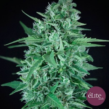 Planta de maconha