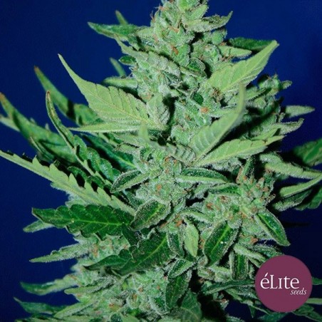 Goliat Auto planta de maconha