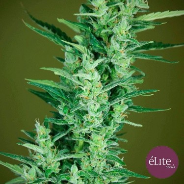 Planta de maconha