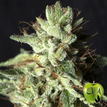 Gorila Planta de maconha doce