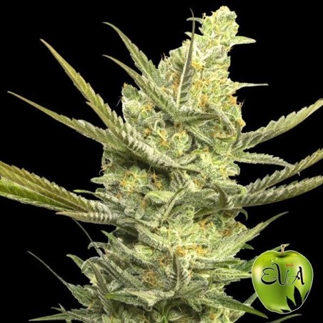 Planta de maconha