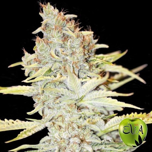 View Planta de maconha