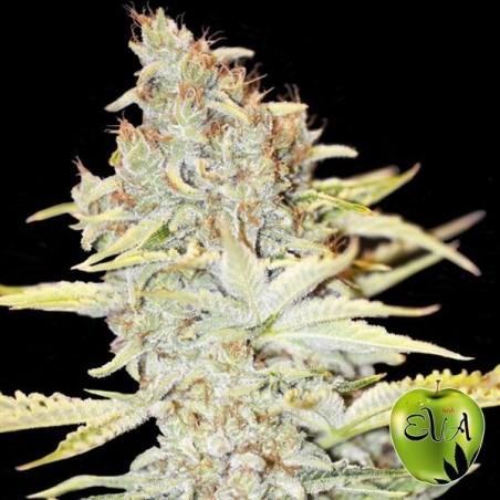 Planta de maconha