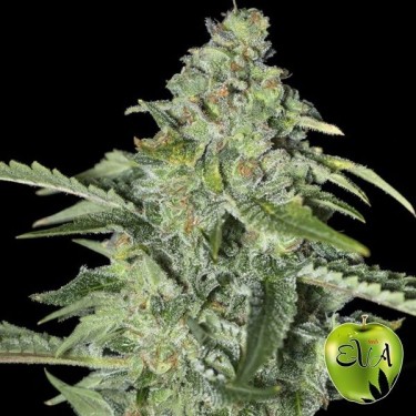 Planta de maconha