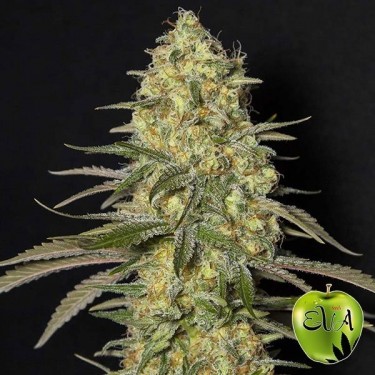 Planta de maconha