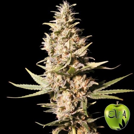 Planta de maconha