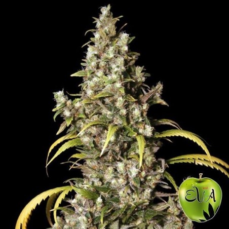 Planta de maconha