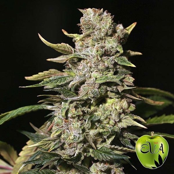 Planta de maconha TNT Kush