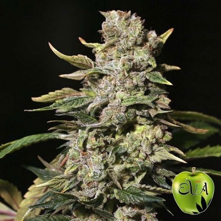 Planta de maconha TNT Kush