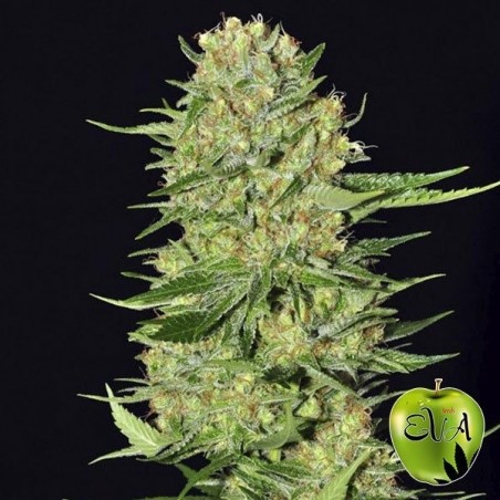 Veneno Eva Sementes planta de maconha