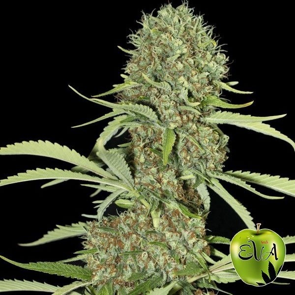 Jamaican Sonho planta de maconha