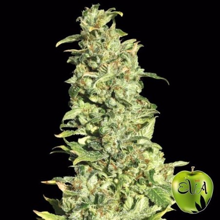 Eva de alto nível Sementes planta de maconha