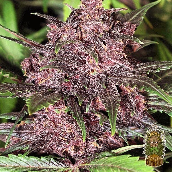 View Planta de maconha preta Haze Auto
