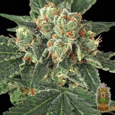 Planta de maconha