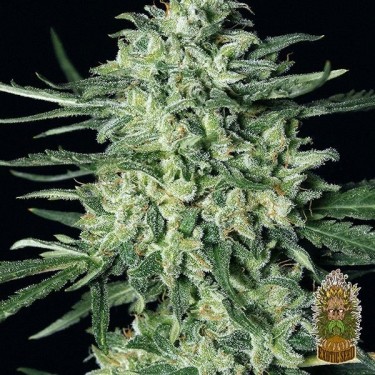 Planta de maconha