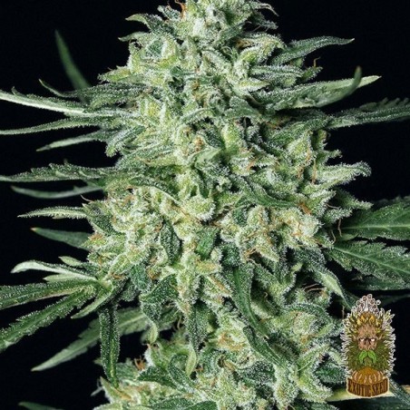Planta de maconha