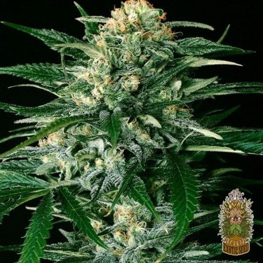 Planta de maconha