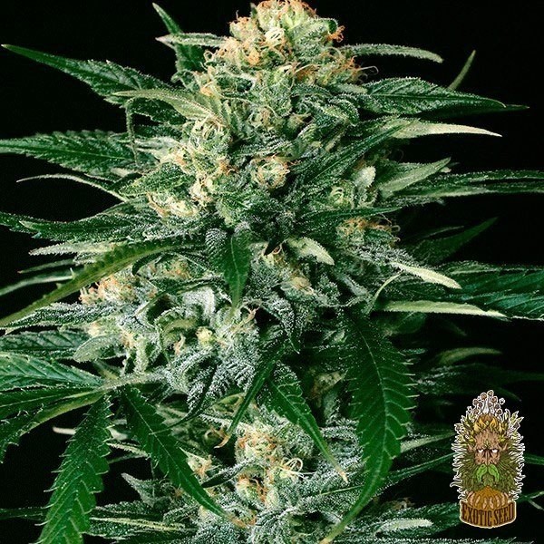 View Planta de maconha