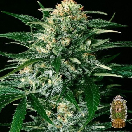 Planta de maconha