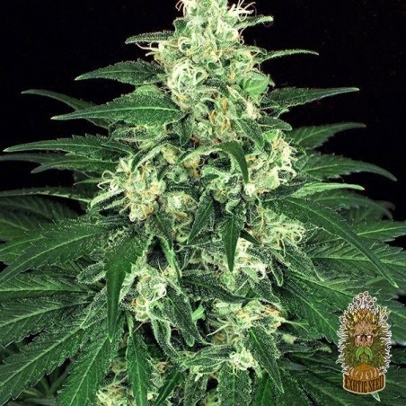Planta de maconha