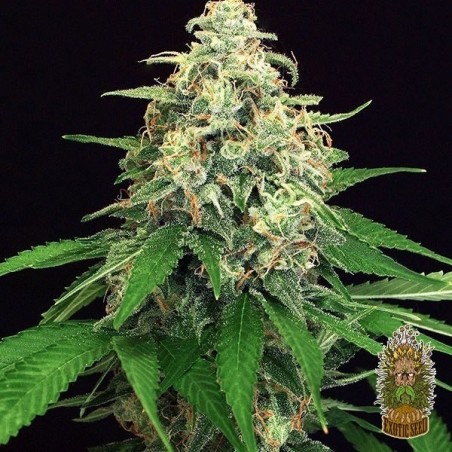 Planta de maconha