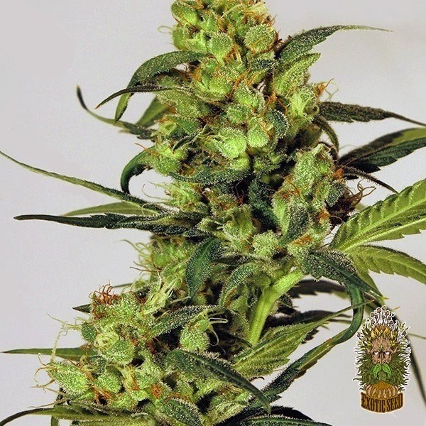 View Planta de maconha