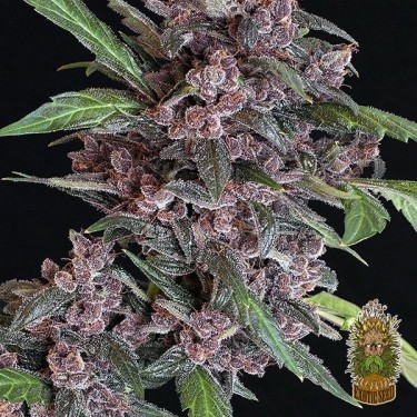 Planta de maconha