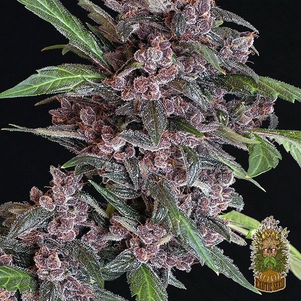 View Planta de maconha