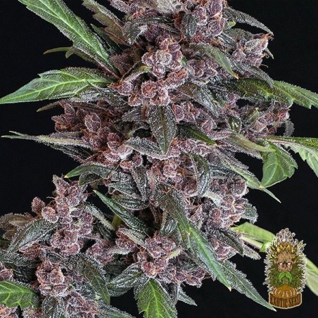 Planta de maconha