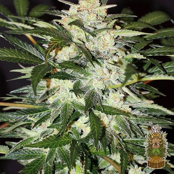 View Planta de maconha