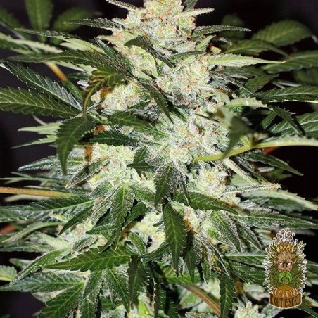 Planta de maconha