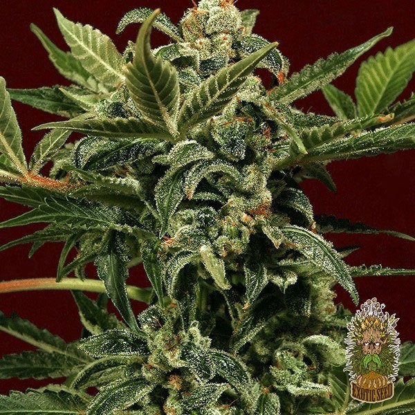 View Planta de maconha
