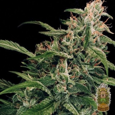 Planta de maconha