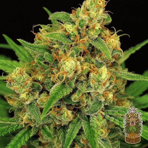 View Planta de maconha