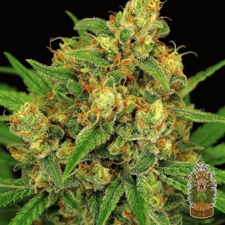 Planta de maconha