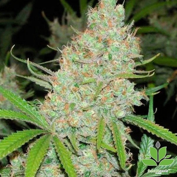 Planta de maconha
