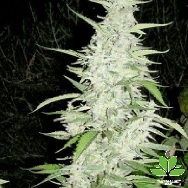 View Planta de maconha