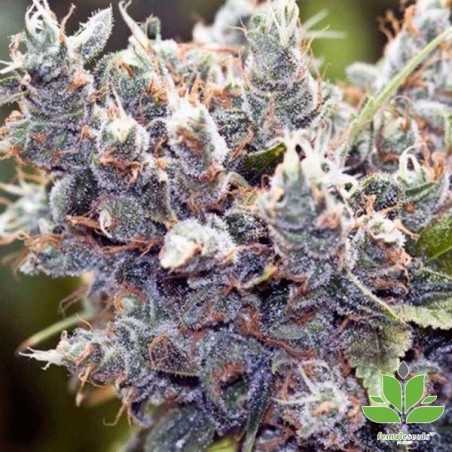 Planta de maconha