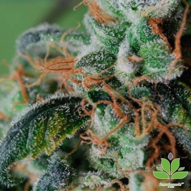 Planta de maconha