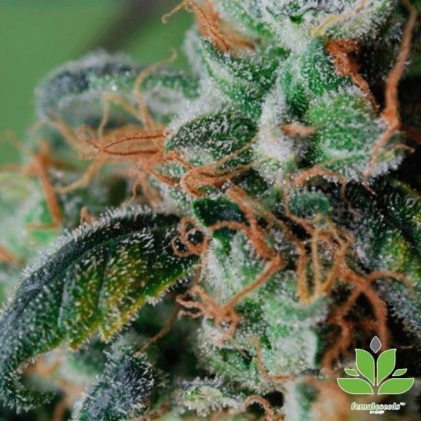 View Planta de maconha