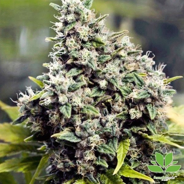 View Planta de maconha