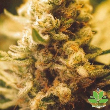 Planta de maconha