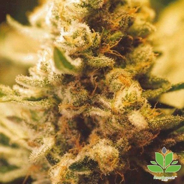 View Planta de maconha