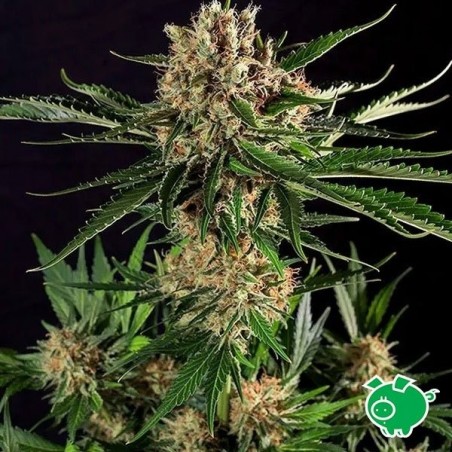 Planta de maconha