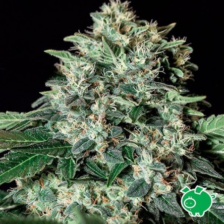 Planta de maconha
