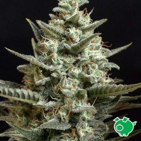 Planta de maconha de Bilbo doce