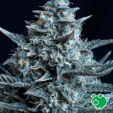 View Planta de maconha
